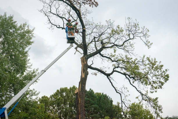 Best Professional Tree Care  in Le Grand, CA